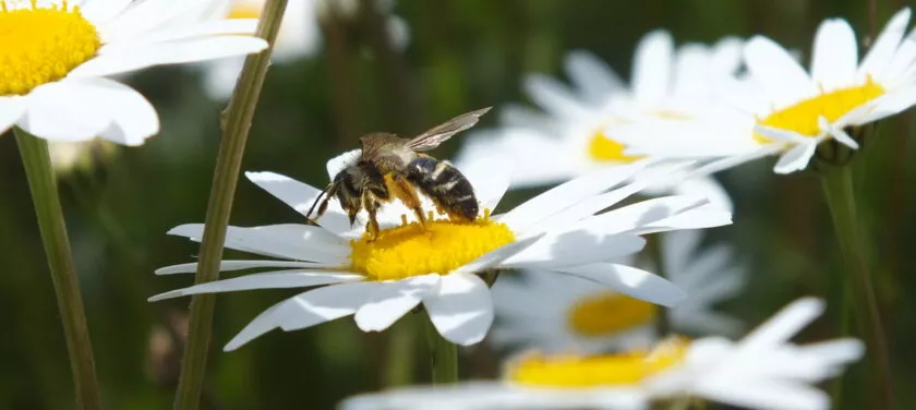 ViaSilva : faune et flore